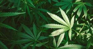 CBD