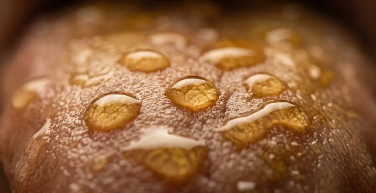 Vue macro de la zone sublinguale montrant l'absorption optimale du CBD